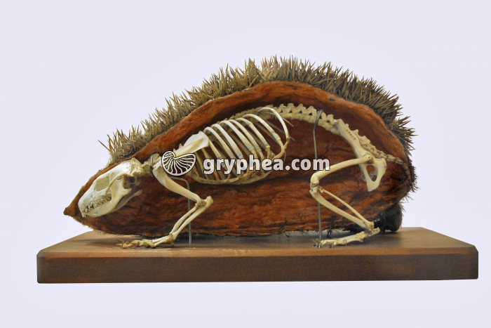 Squelette de Hérisson - gryphea.com